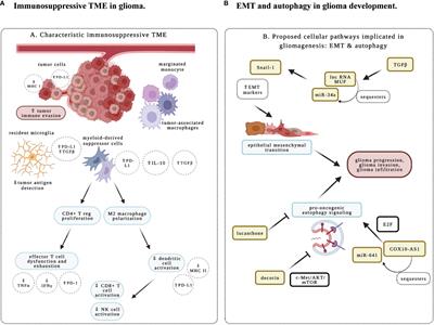 Editorial: Molecular and immune influences in the progression of gliomas